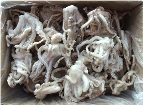 Rejos de pota cocidos y congelados iqf